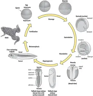 Stages before and during embryonic development in living organisms