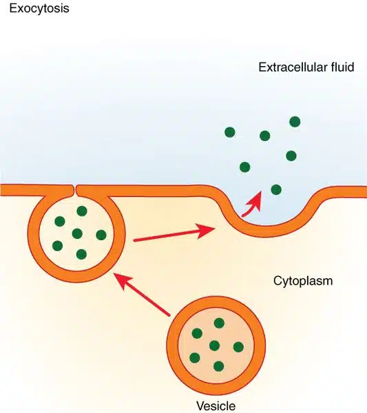 Diagram showing exocytosis, the process by which neurotransmitters are released into the synaptic cleft.