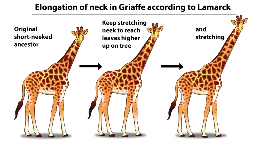 Evolution of Giraffes