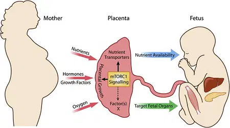 Function of the Placenta

