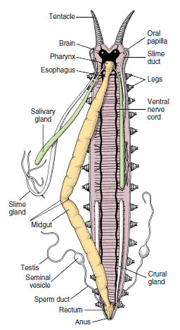 Anatomy of Onychophora