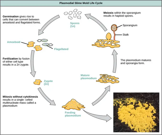 Reproduction In Protista and Life Cycle