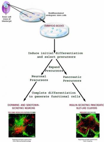 Directed differentiation of mouse embryonic stem cells.