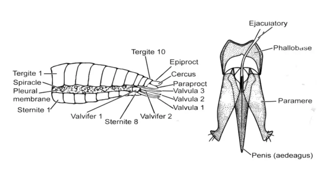 general structure of abdomen (lateral view)