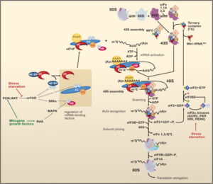 Mechanisms of Protein Synthesis Regulation in Eukaryotes Cells