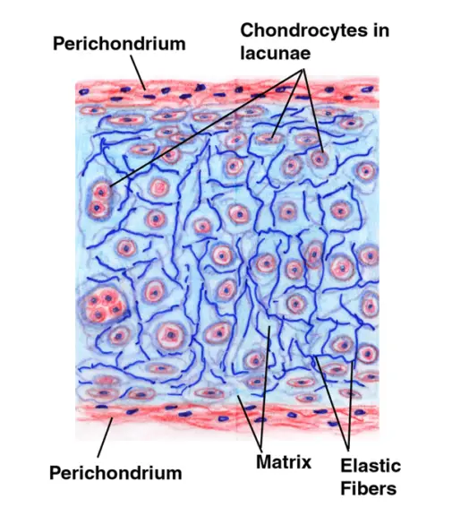 Structure of Hyaline Cartilage 