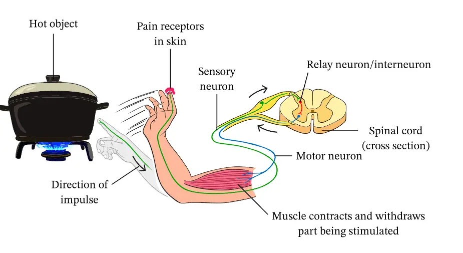 A diagram illustrating a reflex arc in response to touching a hot object.