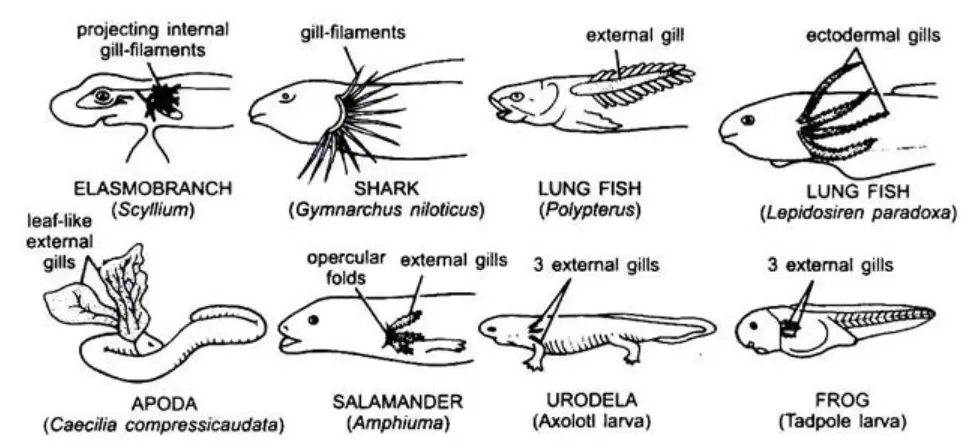 Respiratory System of Amphibians