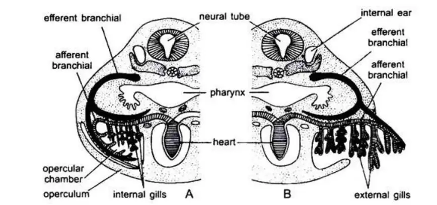 Respiratory System of Fish - Gills