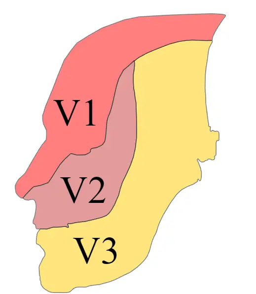 Areas of the face innervated by the trigeminal nerve