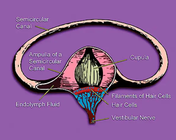 Vestibular system’s semicircular canal