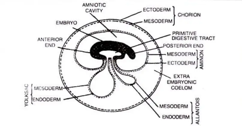 Formation of Ectoderm