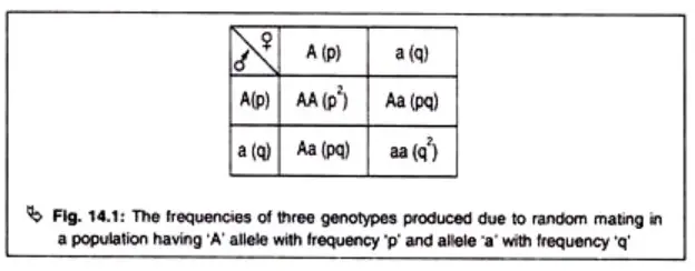 Genotype Frequency and Hardy-Weinberg Equilibrium