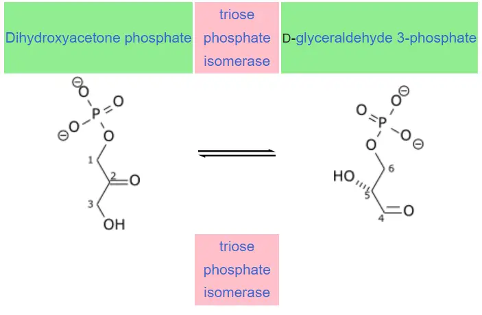 Triosephosphate Isomerase
