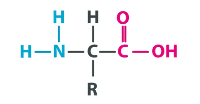 Amino Acid Formula Structure