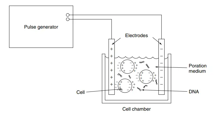 Parts of Electroporator