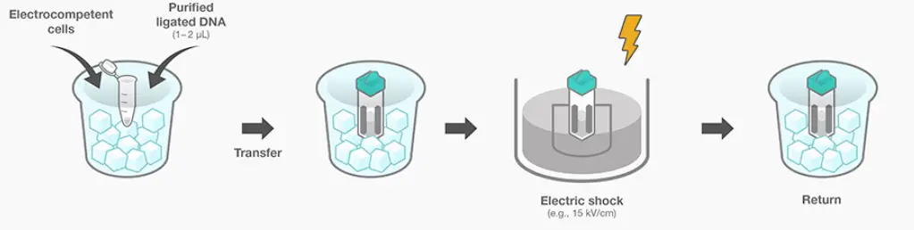 Bacterial Electroporation Transformation Steps
