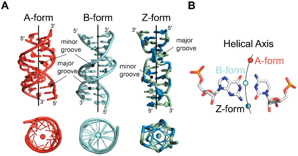 omparison of helical axes between A-, B-, and Z-form nucleic acids. 