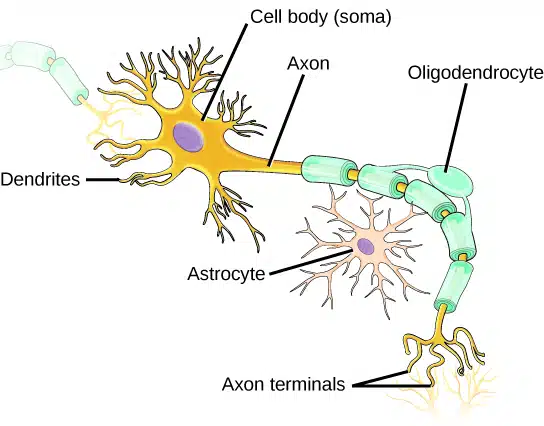 Diagram showing some of the glial cells in relation to a neuron