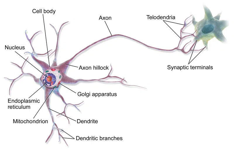 Diagram showing some of the glial cells in relation to a neuron