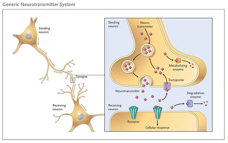 Diagram showing the general process of synaptic transmission.