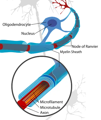 Diagram showing the axon of a neurone in relation to the associated oligodendrocyte and myelin sheath