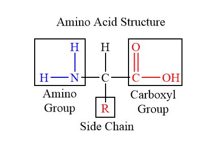 Amino Acid Formula Structure