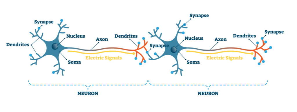 How Do Neurons Work? 