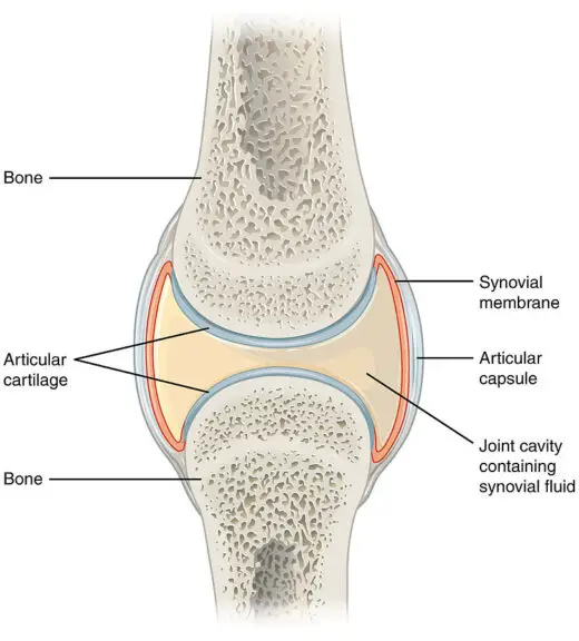 Articular cartilage in a synovial joint. 