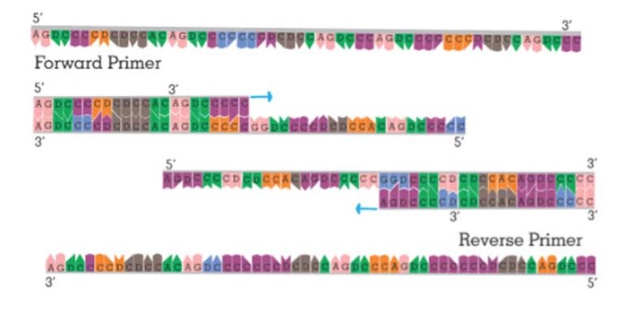 Types of Primer in PCR