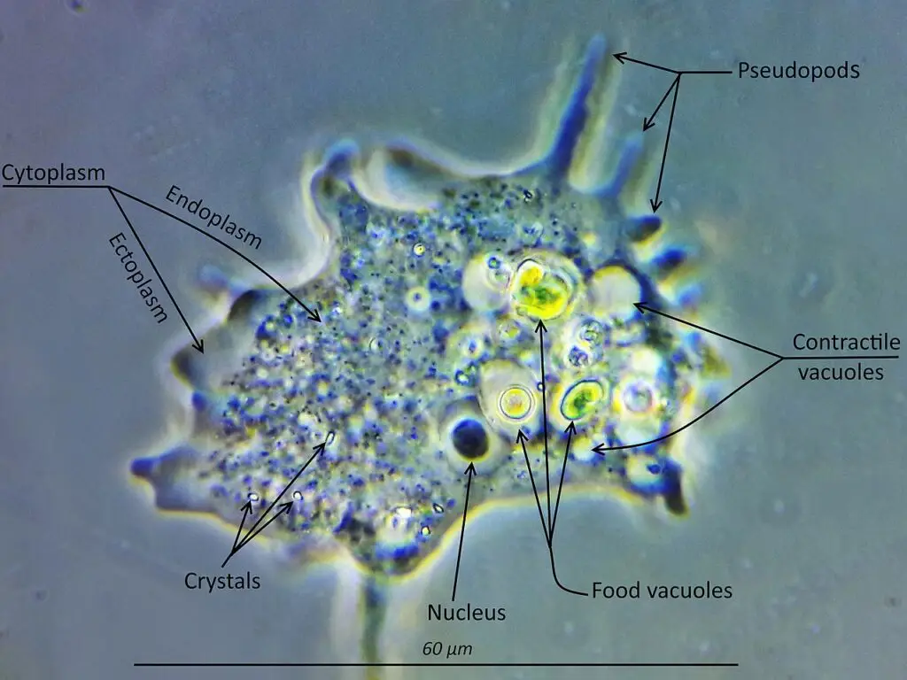 The structure of amoeba Mayorella sp. Phase contrast.