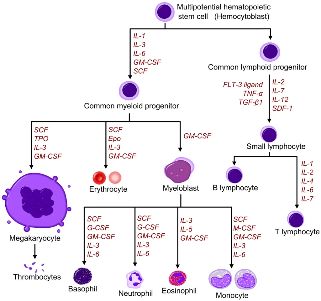Diagram including some of the important cytokines that determine which type of blood cell will be created.