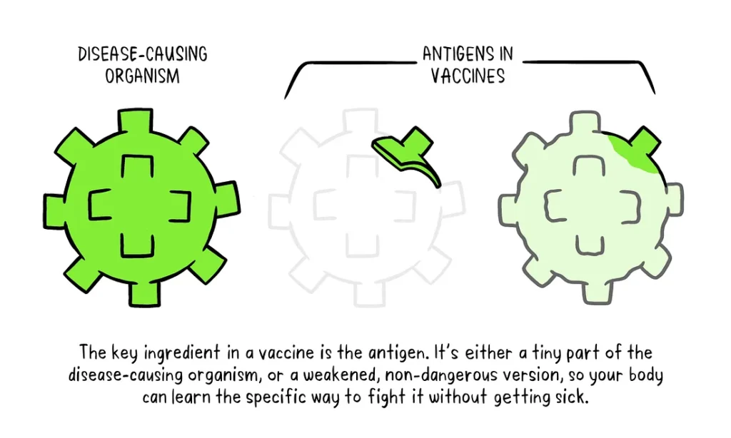 ingredients in a vaccine
