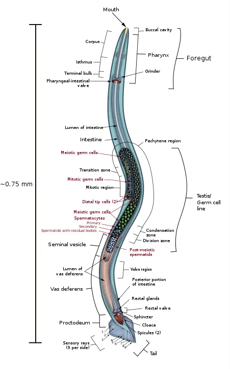 Anatomical drawing of a male C. elegans nematode