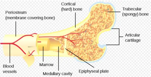 Structure of Bone Marrow
