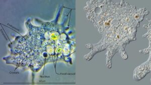 Amoeba Under The Microscope