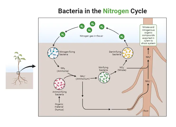 Bacteria in the Nitrogen Cycle