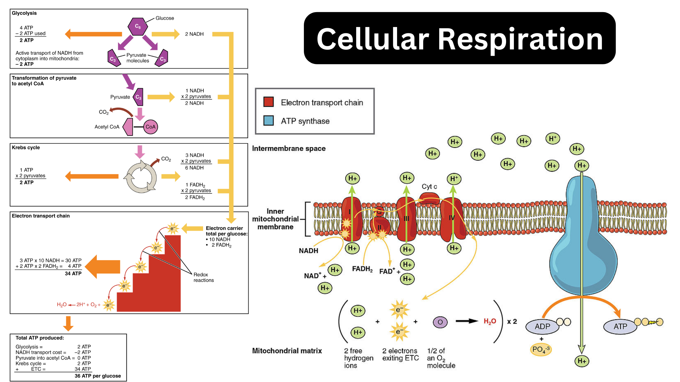 Cellular Respiration Equation, Types, Steps, and Importance