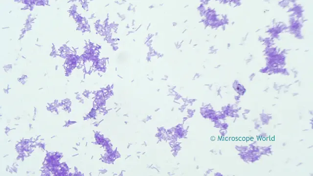Clostridium Tetani captured under a biological microscope at 400x.
