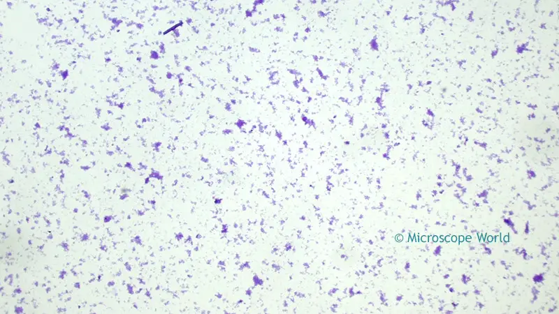 Clostridium Tetani captured under a biological microscope at 40x.
