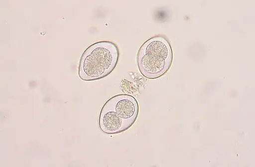 Coccidia oocysts in a fecal flotation from a ca