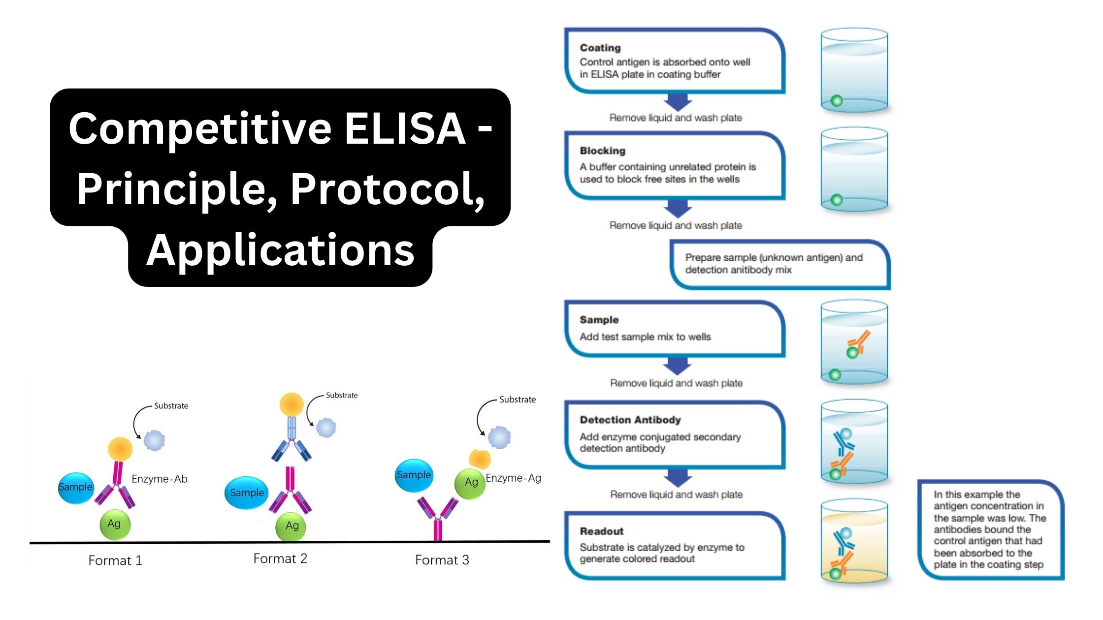 Competitive ELISA - Principle, Protocol, Applications