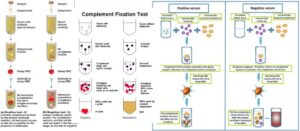 Complement Fixation Test - Principle, Types, Procedure, Results, Applications