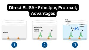 Direct ELISA - Principle, Protocol, Advantages