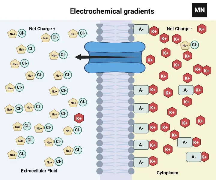 Electrochemical gradients