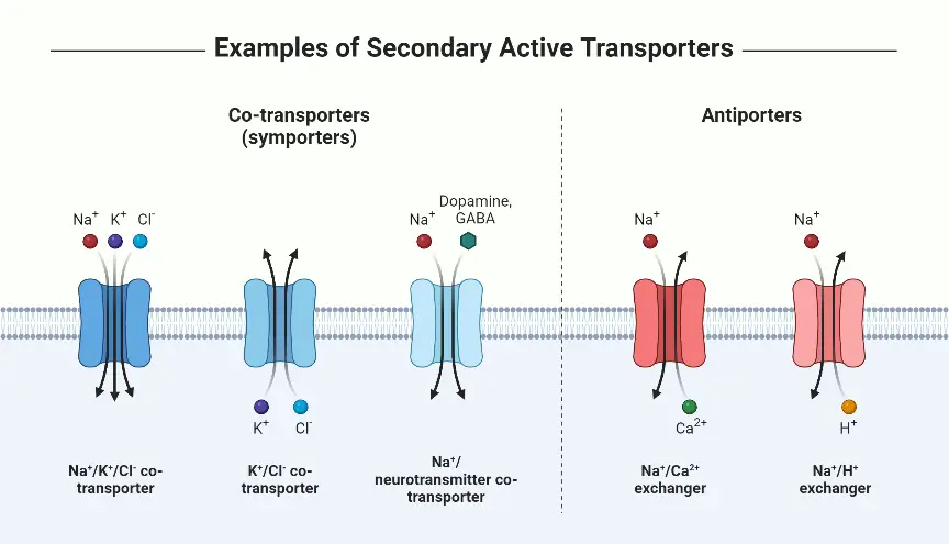 Examples of Active Transport