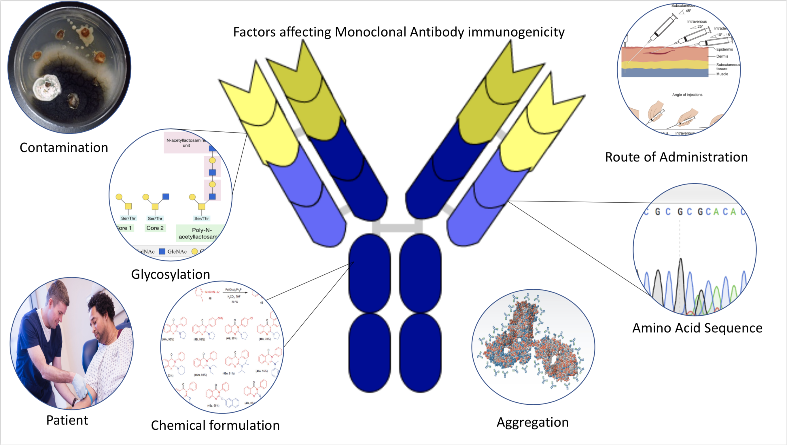 Which Factors affects Immunogenicity? - Factors affecting Immunogenicity