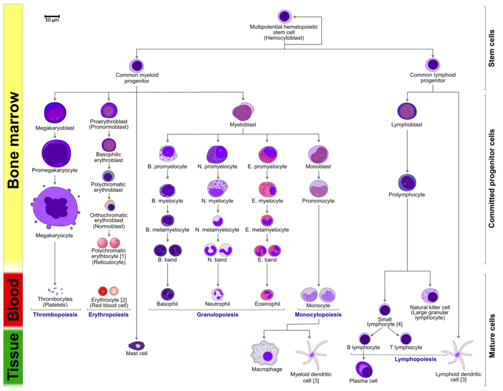 Diagram showing the development of different blood cells from haematopoietic stem cell to mature cells