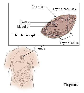 Location of Thymus Gland
