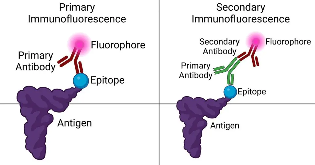 Diagram of primary and secondary immunofluorescence